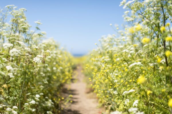 california-drug-rehab-proven-recovery-pathways